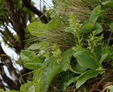 Platanthera azorica.1.jpg