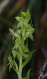 Platanthera azorica.Close-up.jpg