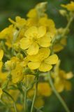 Ranunculus cortusifolius. Closer.jpg