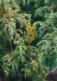 Arceuthobium azoricum.1.jpg