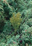 Arceuthobium azoricum.13.jpg
