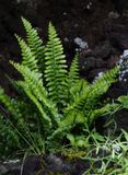 Asplenium marinum.jpg