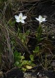 Centaurium scilloides.4.jpg