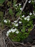 Centaurium scilloides.6.jpg