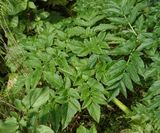 Angelica lignescens. Foliage.jpg