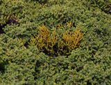 Arceuthobium azoricum.3.jpg