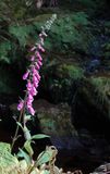 Digitalis purpurea.jpg