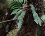 Elaphoglossum semicylindricum.jpg