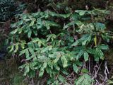 Hedychium.jpg