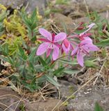 Chamerion latifolium.2.jpg