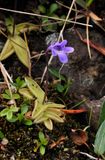 Pinguicula vulgaris.jpg