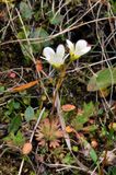 Saxifraga rosacea.2.jpg