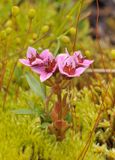 sedum villosum.jpg