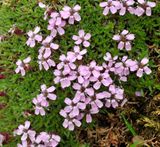Silene acaulis. Closer.2.jpg
