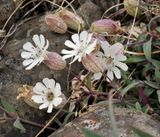 Silene uniflora. Closer.2.jpg