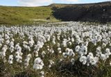 Eriophorum angustifolium.jpg