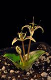 Scoliopus bigelowii.jpg