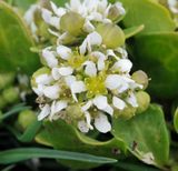 Cochlearia officinalis. Close-up.jpg