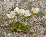 Parnassia palustris.3.jpg