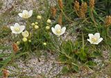 Parnassia palustris.4.jpg