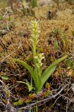 Platanthera hyperborea.5.jpg