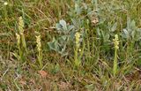 Platanthera hyperborea.5.jpg