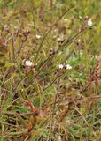 Cerastium fontanum.jpg