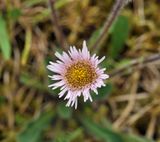 Erigeron borealis. Close-up.jpg