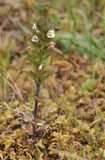 Euphrasia frigida. Closer.2.jpg