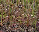 Euphrasia frigida.4.jpg