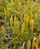 Lycopodium annotinum.jpg