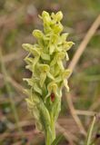 Platanthera hyperborea. Closer.2.jpg