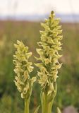 Platanthera hyperborea. Closer.3.jpg
