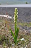 Platanthera hyperborea.6.jpg