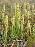 Platanthera hyperborea.7.jpg