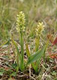Platanthera hyperborea.9.jpg