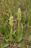 Platanthera hyperborea.jpg