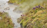 Prunella vulgaris. in thermal fog.3.jpg