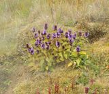 Prunella vulgaris. in thermal fog.jpg