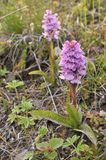 Dactylorhiza maculata.6.jpg