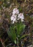 Dactylorhiza maculata.8.jpg