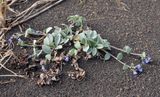 Mertensia maritima.jpg