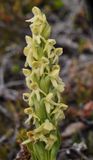 Platanthera hyperborea. Closer.2.jpg