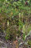 Pseudorchis albida ssp. straminea and Platanthera hyperborea.1.jpg