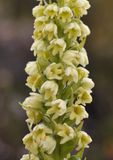 Pseudorchis albida ssp. straminea. Closer.3.jpg