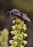 Pseudorchis albida ssp. straminea. With pollinator.4.jpg