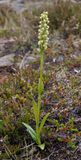 Pseudorchis albida ssp. straminea.5.jpg