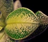 Argostemma. Leaf.jpg