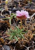 Armeria maritima.1.jpg