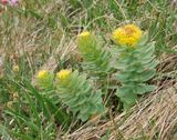 Rhodiola rosea.8.jpg
